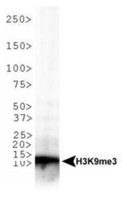 Western Blot: 0 [NB21-1073]
